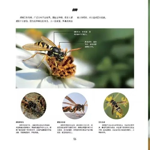 经典科普图鉴系列：昆虫
