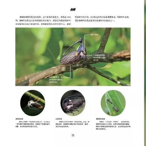 经典科普图鉴系列：昆虫