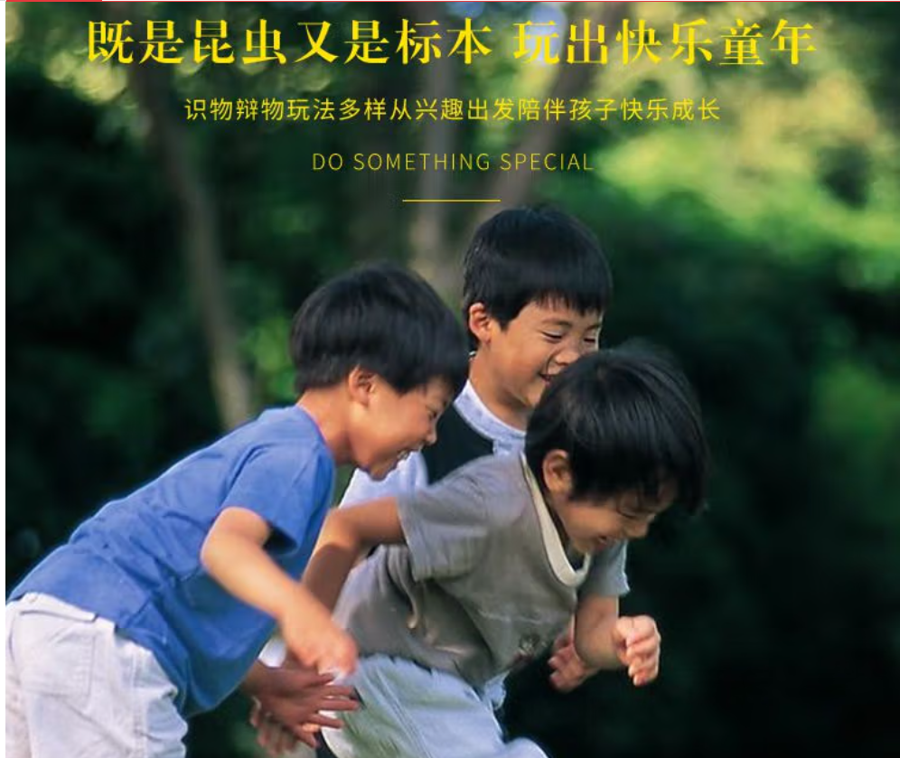 昆虫标本单个挂装--黑蝎