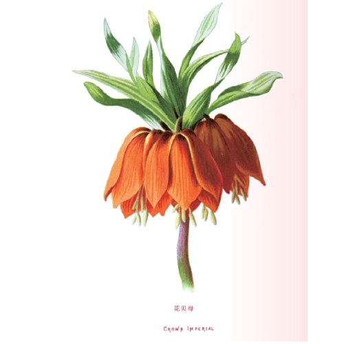 花之语：英国古典版画里的花草秘事