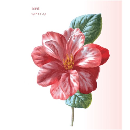 花之语：英国古典版画里的花草秘事
