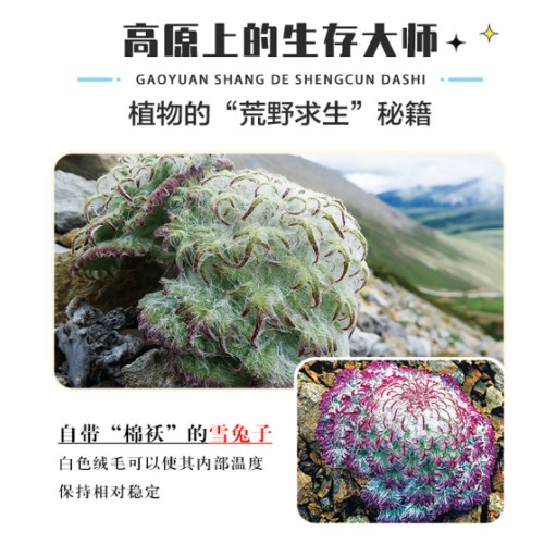 喜马拉雅的种子