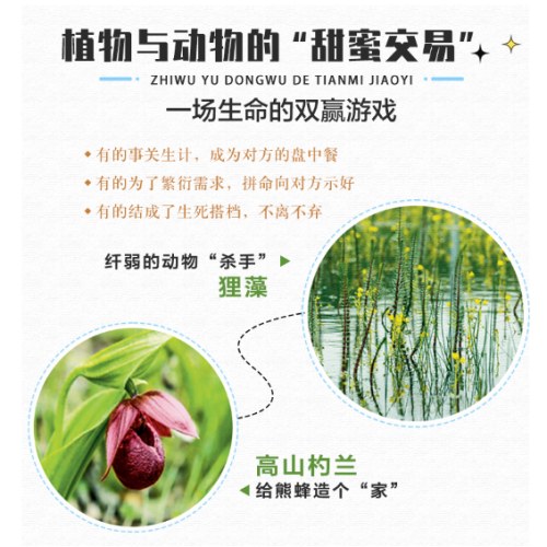 喜马拉雅的种子
