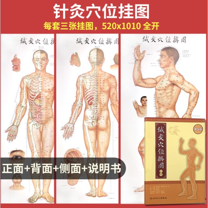 针灸穴位挂图