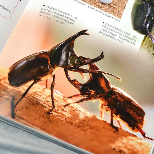 小学生昆虫大图鉴