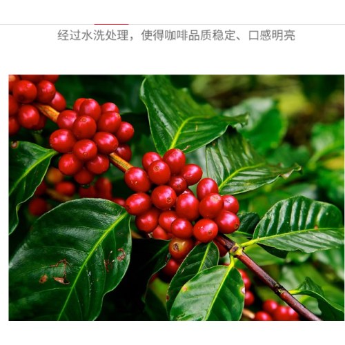 博达典藏牙买加蓝山咖啡豆 进口生豆新鲜烘焙纯黑咖啡豆 500克袋装