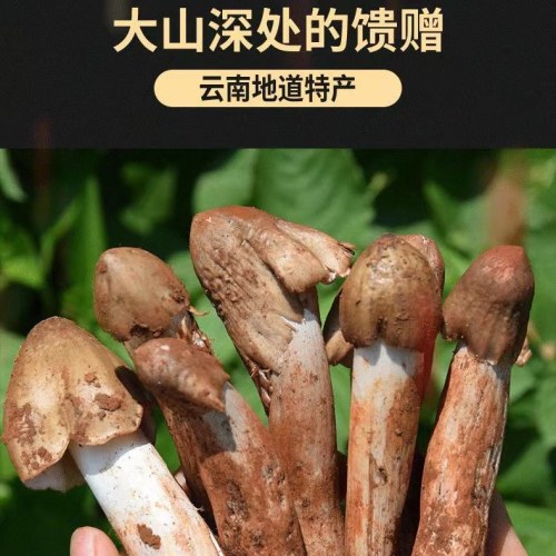 云南特产鸡枞菌松茸菌牛肝菌