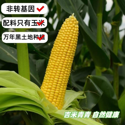 吉米青青甜玉米