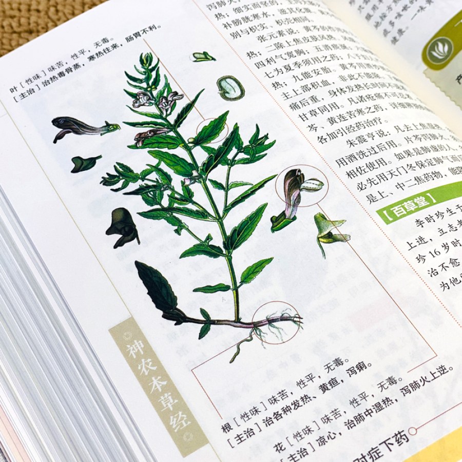 【中古】神農本草経の植物 神農本草経の植物 | 小根山隆祥, 佐藤知嗣, 飛奈良治 |本 | 通販 | Amazon