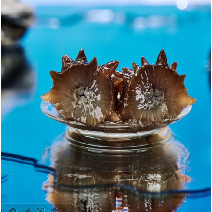 即食海参滋补超值装（9斤）