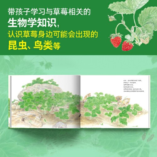 我们的田野·草莓红了