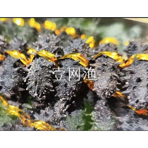 壹网渔大连淡干海参（一级）