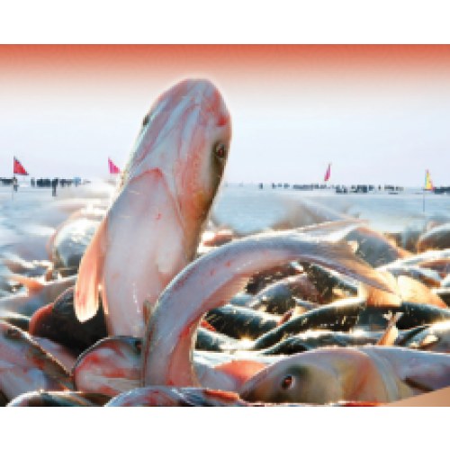 鲜利来 普天同庆 3998型