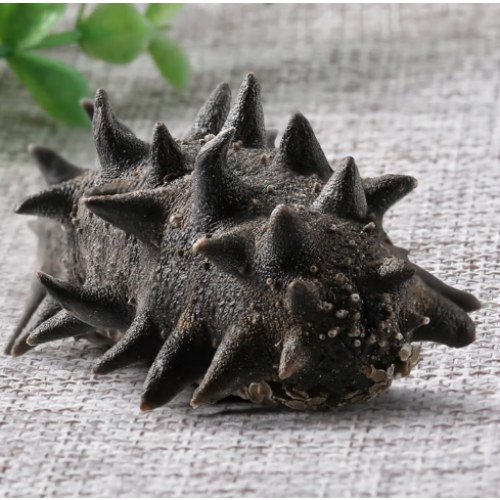 首鲜码头-淡干海参