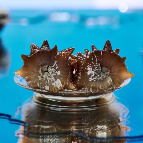 大连淡干海参礼盒（国标）