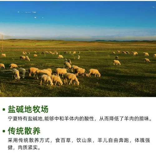 【源头直发 京东快递】宁夏滩羊肉生鲜半只羊精分割净重10斤