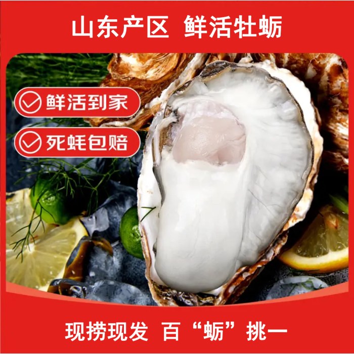 鲜活生蚝 源头直发 鲜活到家