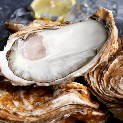 鲜活生蚝 源头直发 鲜活到家
