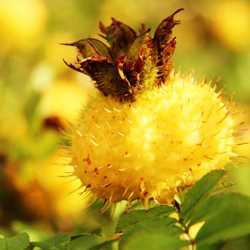 【固元红】贵州刺梨原浆原汁30ml袋装原液鲜果鲜榨