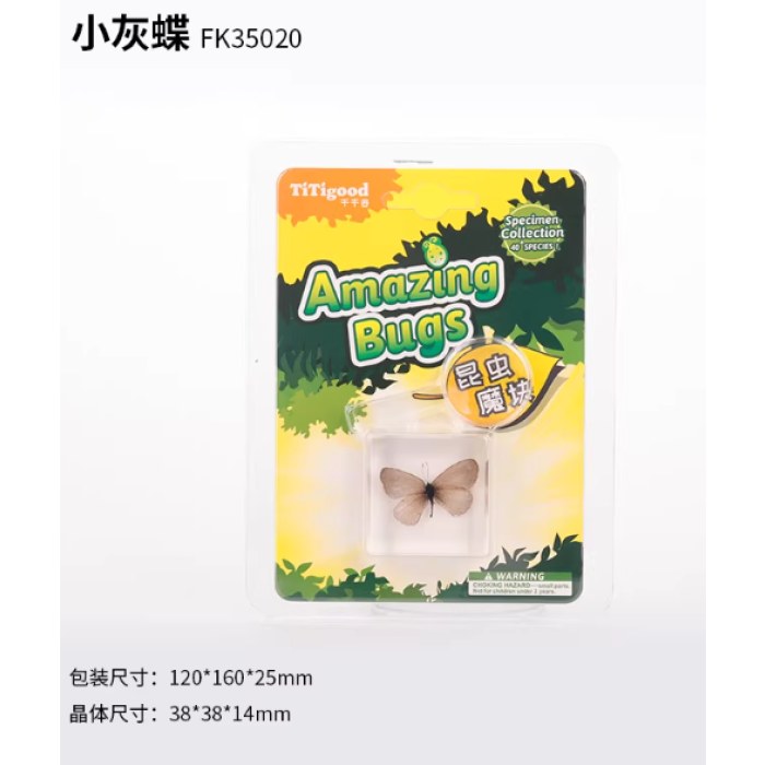 昆虫标本单个挂装--小灰蝶
