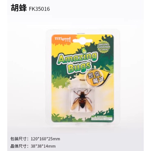 昆虫标本单个挂装--胡蜂
