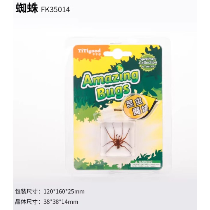 昆虫标本单个挂装--蜘蛛