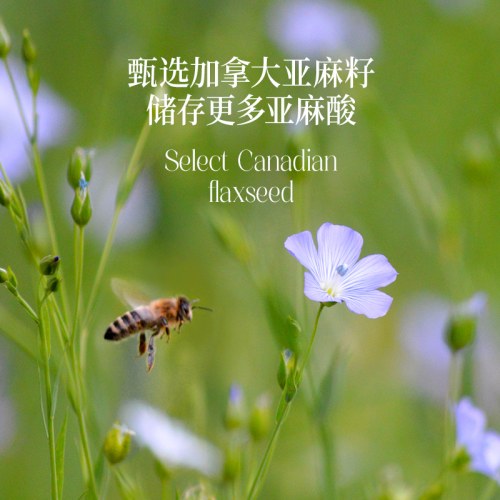 晟麦高亚麻酸亚麻籽油