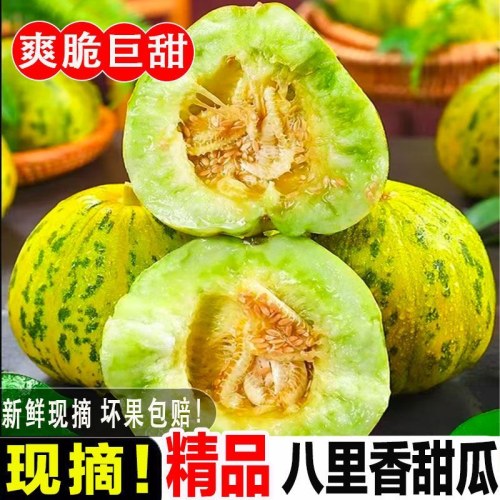 头茬山东八里香甜瓜脆甜多汁