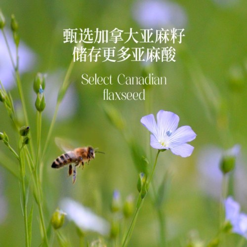 晟麦高亚麻酸亚麻籽油