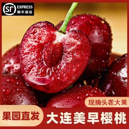 【果园直发 现摘现发】大连美早头茬大地樱桃