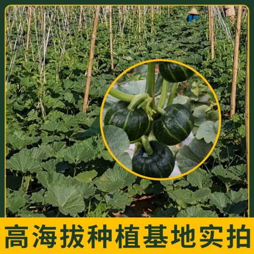 【彩箱礼盒装】甜小南小灵珠贝贝南瓜迷你果小南瓜正宗粉糯新鲜